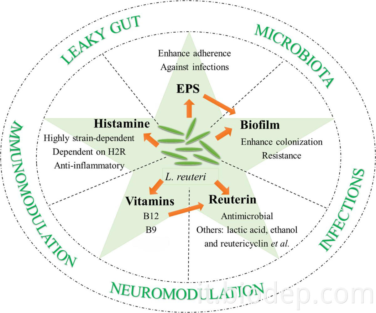 lactobacillus reuteri2